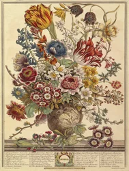Mars, des Douze Mois de Fleurs par Robert Furber (c.1674-1756) gravé par Henry Fletcher (gravure en couleur)
